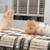 Netherland dwarf bunnies 5 thumbnail