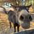 Donkey pair 2 thumbnail