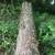 Cedar tree 3 thumbnail