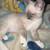 Female Siamese Kitten 2 thumbnail