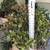 A large jade plant in an attractive old terracotta pot 4 thumbnail