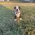 Boston Terrier Puppies 7 thumbnail