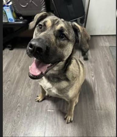 Foster/loving forever home needed ASAP 1