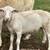 White Dorper Sheep Ram Lamb 7 thumbnail
