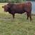 Limousin bulls 6 thumbnail
