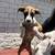 Boxer puppies 7 thumbnail
