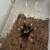 Tarantulas 3 thumbnail