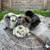 Silkie chickens 3 thumbnail