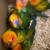 Sun conure 3 thumbnail