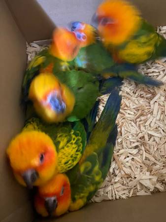 Sun conure (Belmont)574736356628254722