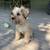 Mini schnauzer 5 thumbnail