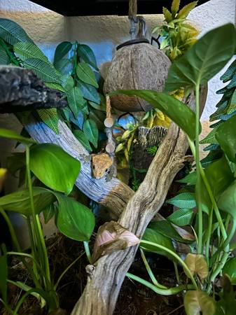 Male Crested Gecko (Antioch)63477494144769124