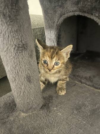Gatitos lindos buscando un buen hogar (Los Ángeles)63869929008899122