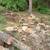 Stump Grinding and Yard Service's 19 thumbnail