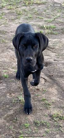 Lost Dog (Hemet)63280351726721120