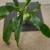 Dracena house corn plant tropical indoor potho evergreen money plant 4 thumbnail