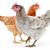 Hens available 2 thumbnail