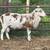 Katahdin Rams 2 thumbnail