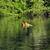 Chinese Goose – Perfect For Table Food or Pets! Each 8 thumbnail