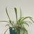 Begonia Dragon, Monstera, Succulents, S, M & Large Sizes – $5–30 7 thumbnail