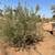 FRUITLESS OLIVE TREES 9 thumbnail