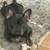 French Bulldog 1 thumbnail