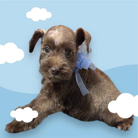 miniature schnauzer (temple)63839344058241120