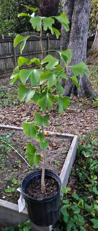 Ginkgo Biloba transplant 1
