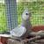 Cockatiel 3 thumbnail