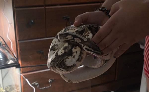 Rehoming Mojave ball python 1