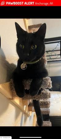 Lost black cat, Diego (Anchorage (Turnagain Neighborhood))63981298200195120