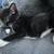 1 and 1/2 month old kitten looking for a home 3 thumbnail