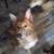 Dog found in dumpster needs a home 5 thumbnail
