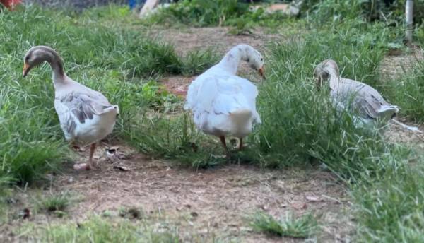 Pilgrim x Sebaspotol Geese 1