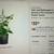 Oakleaf Hydrangea - 3 gal size pot Hardy Perennial 4 thumbnail