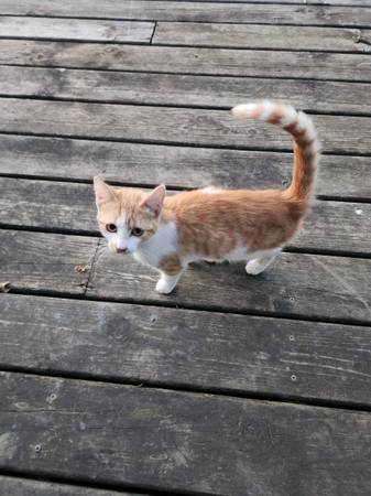 Cat63671554699139120