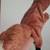 (3) Vintage Steiff Hand Puppets 3 thumbnail
