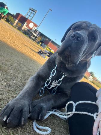 Dog missing cane corso (Mesa)63469797223043124