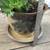 A pot of aeonium succulent plant 5 thumbnail