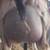 Bred ADGA Nigerian Dwarf Doe 2 thumbnail