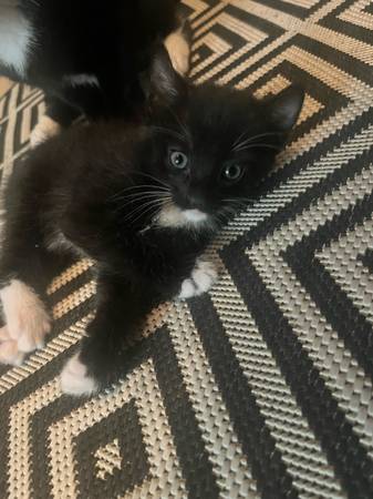 Kittens for sale (North Las Vegas)63860182939907123
