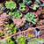 Succulent decorative plants 5 thumbnail