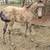 Buckskin filly 1 thumbnail