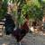 Gallos,roosters,gamefowl 8 thumbnail