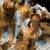 Miniature schnauzer puppies 11 thumbnail