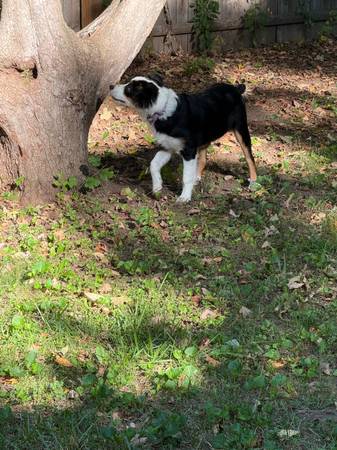Pastor Australiano - 5 meses de edad (Plainville)63873145118977122