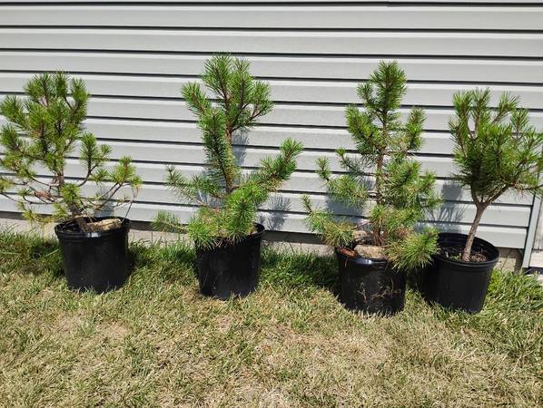 Austrian Pine Trees 1