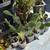 Cactus (nopal) 1 thumbnail