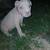 Pitbull xl rednose fawn puppies 12 thumbnail