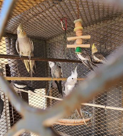 Cacatúas ninfa (Oxnard)63439055033729124
